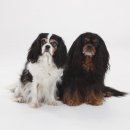 계양동물병원 이미지