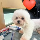 포항애견