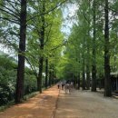 메타세쿼이아랜드 이미지