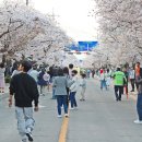 💗 낭만 벚꽃, 낭만 정읍 🌸 2025 정읍 벚꽃축제🌸 이미지