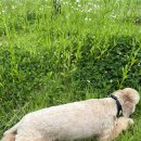 플로라 그루밍독 이미지