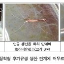 바다와새우