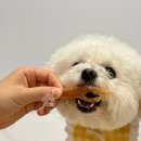 해피벌스댕댕 이미지