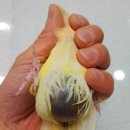 새은평동물의료센터 이미지