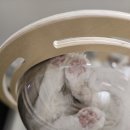 오로라 캣 이미지