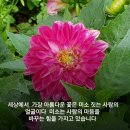 세상에서 가장 아름다운 꽃/이해인 이미지