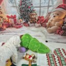 해피댕댕 이미지