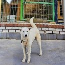 진도개패밀리 이미지