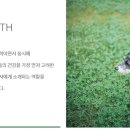 도그비잉코리아