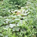 올리고마을영농조합 이미지