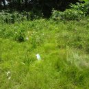 화산장어 이미지