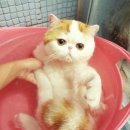 목욕하는 고양이 이미지