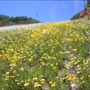데이지 - 양산시 물금로 177-1 | 데이지
