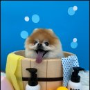 대구애견미용 강아지호텔 모여라솜뭉치 이미지