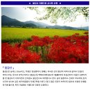 ♣9/20(수)불갑산 아름다운 상사화 축제산행 이미지