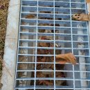 흥업초등학교 이미지