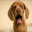 건강한 강아지 이미지