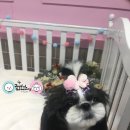 조이풀 그루밍 이미지