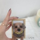 보듬펫 이미지