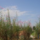 H9021 Daum카페