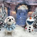 꿈꾸는 강아지 이미지