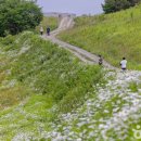 평창 육백마지기 샤스타데이지 명소 총정리: 주차·차박·전망대 안내