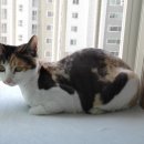 릴리네 애견미용실 이미지