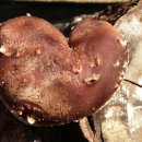 은이농장 이미지