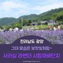 사라실 라벤더 단지 | [광양여행] 보랏빛 향기 물씬나는 사라실 라벤더 시험재배단지