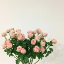 책+식물놀이터 이미지