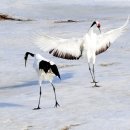 두루미202 이미지