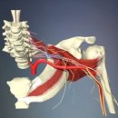 물리치료사 관점에서 본 어깨 통증 치료법 이미지