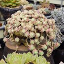 남양농장 이미지