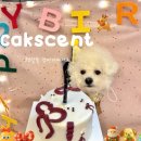 연제구-182 | 부산 연산동강아지케이크 케이센트 찐후기