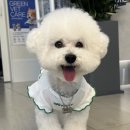 동탄해나동물병원 네이버블로그