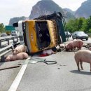 붉은돼지 이미지