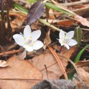 바람꽃공원 이미지