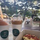 그린애견 이미지