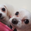 도야동물병원 이미지