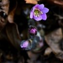 이른봄의 서정 이미지