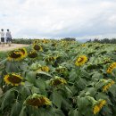 강주문화마을영농조합법인 이미지