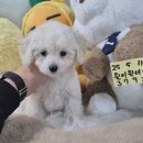 부산강아지분양 드림독 안심분양센터 부산점 | 부산강아지분양 드림독에서 만난 사랑스러운 친구들