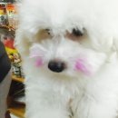 도그에이드애견샵 이미지