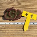 월출농장 이미지