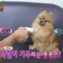 아이러브펫 이미지