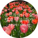 자작나무 숲 | [용인]서울 근교 나들이 추천, 용인 자작나무숲 다녀온 후기