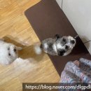 이뮤노팜 이미지