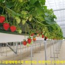 소매농장 이미지