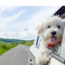 멍이사랑 이미지