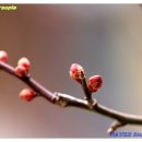 순천-79호 이미지